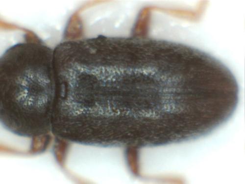 Telmatophilus sp.